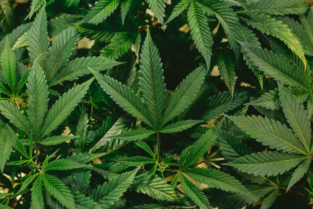 Close up of green cannabis leaves
