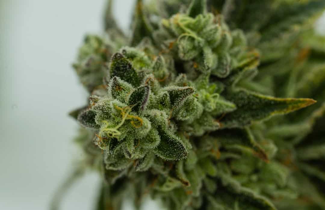 Macro view of green cannabis flower