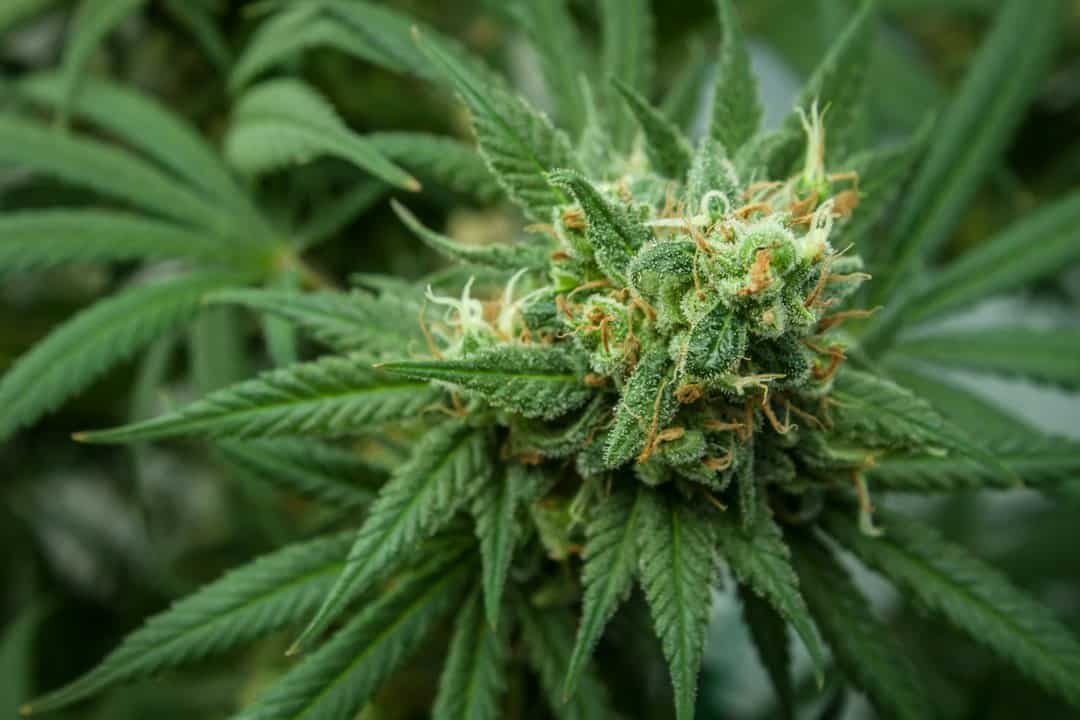 Green cannabis plant with crystal-covered bud