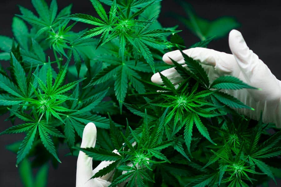 Grow shop zona Triulzo Superiore Milano