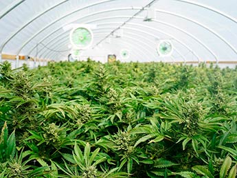 img-growshop