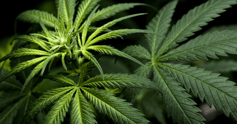 marihuana-friendly-bg