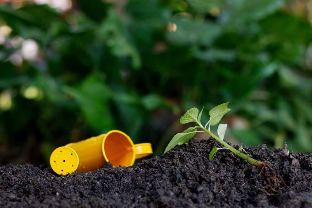 Fertilizzanti per peperoncini