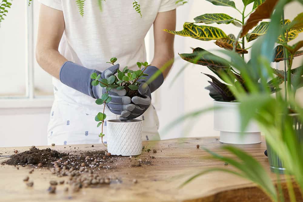 Fertilizzanti Super Soil