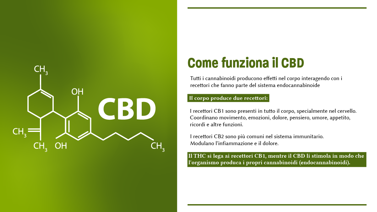 Oggigiorno in molti lo hanno già sentito più volte nominare e probabilmente alcuni si chiedono cos'è Il CBD, o cannabidiolo, quali siano gli effetti o quali proprietà e benefici possa apportare al nostro organismo e perché sia considerato un ottimo alleato per il nostro benessere.