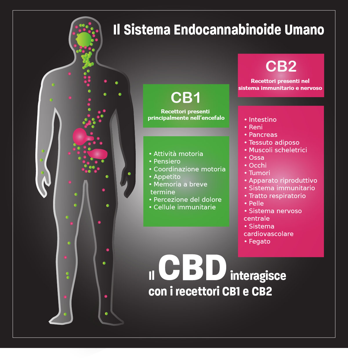 possiamo definire il CBD un cannabinoide, ovvero una molecola in grado di interagire con il sistema endocannabinoide umano. il nostro cervello, il nostro sistema nervoso e il nostro sistema immunitario, nei quali risiedono i recettori del sistema endocannabinoide, hanno il compito di identificare le sostanze benefiche presenti nella canapa e trasportarle nel nostro corpo, laddove ci sia bisogno di “aiuto”.
