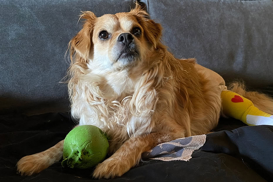 TPLO cane e CBD un valido aiuto contro il dolore post operatorio e infiammazioni