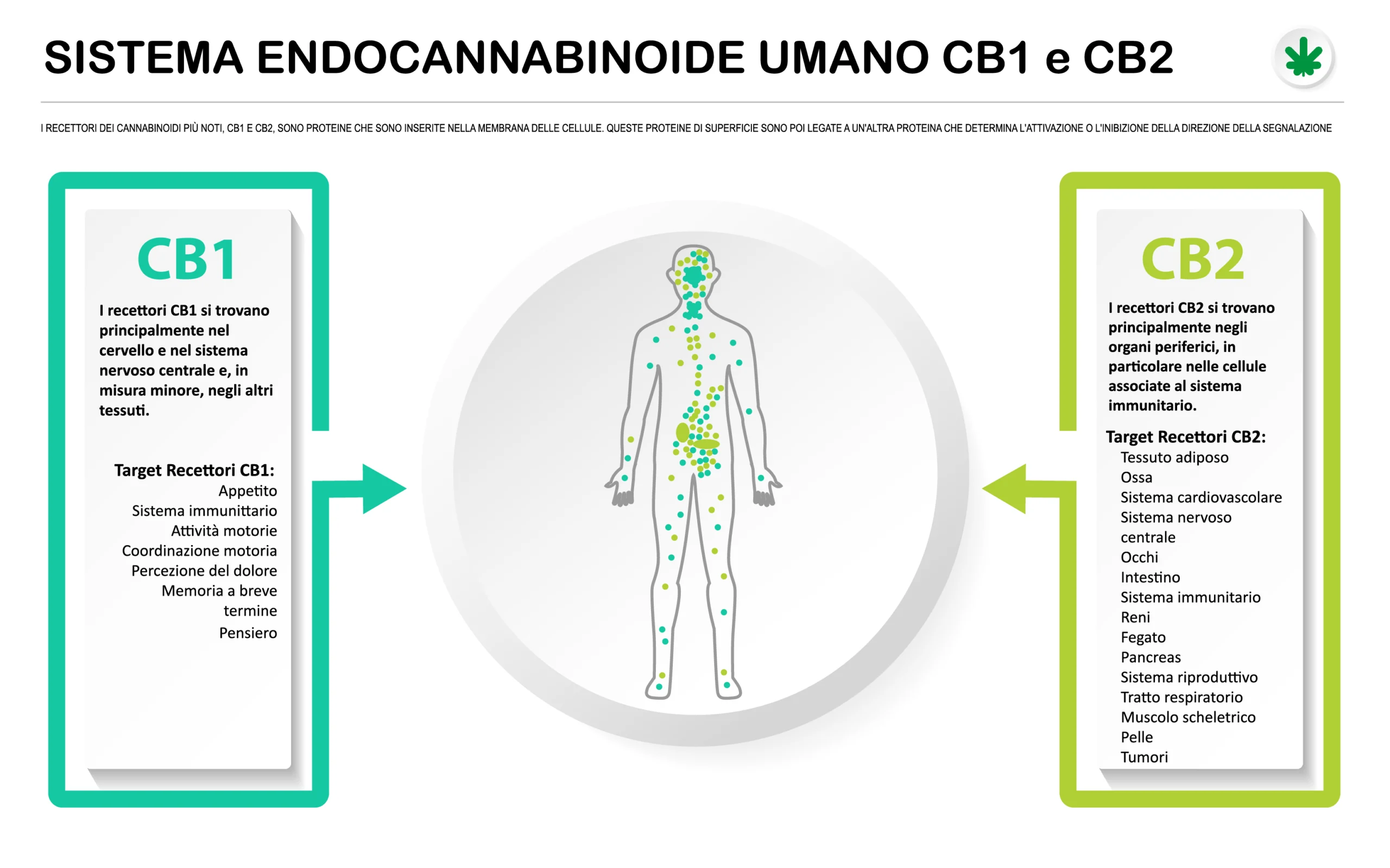 I recettori cannabinoidi (CB), insieme agli endocannabinoidi e agli enzimi costituiscono il sistema endocannabinoide (presente anche in mammiferi, uccelli, anfibi e altri animali), essenziale per un corretto funzionamento del corpo.