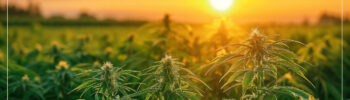 cannabis-per-combattere-cambiamento-climatico-e-inquinamento