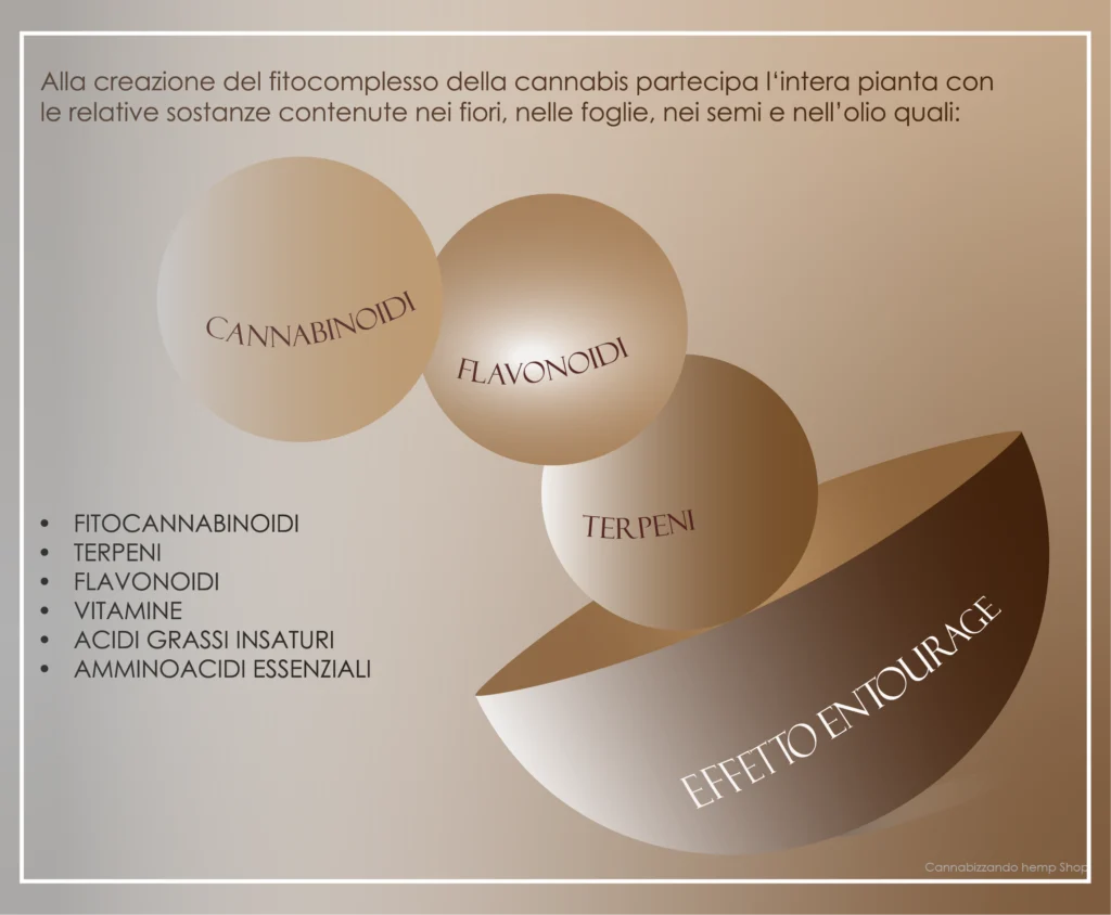 Da un punto di vista terapeutico l’olio CBD Full Spectrum è senza dubbio la soluzione più completa ed efficace, adatta a tutti coloro che vogliono godere a pieno dei benefici terapeutici di questa pianta. Questo avviene perché quando sono presenti tutti i cannabinoidi (CBG, CBN, CBC,… oltre a quantità di THC) e le sostanze della canapa avviene il cosiddetto effetto entourage