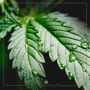 Articoli Grow