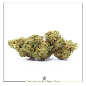 Amnesia Haze CBD infiorescenza di canapa legale (Cannabis Sativa L.)