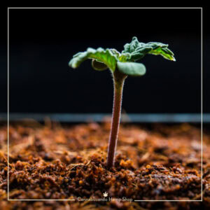 GROW