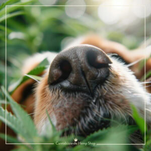 PET CARE