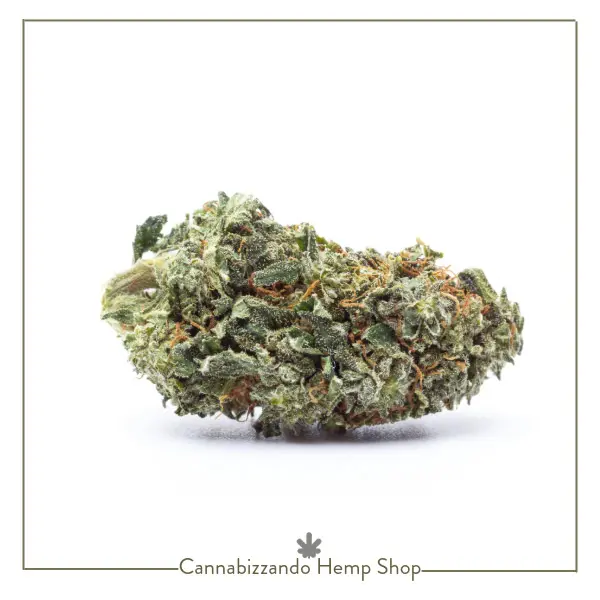 Verdi cime compatte dai pistilli rossastri che creano un piacevole contrasto visivo e ricche di terpeni fruttati fanno della Critical Kush CBD una delle varietà di Cannabis Light più apprezzata dai nostri clienti.