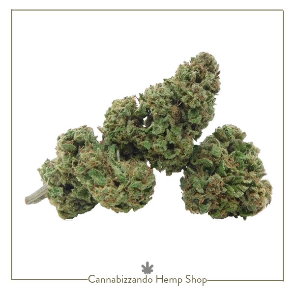 Jack Herer CBD - Infiorescenza di Canapa Legale
