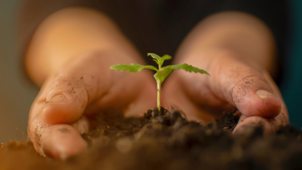 In qualsiasi forma di coltivazione (come giardinaggio ed orticoltura), il substrato svolge un ruolo fondamentale per la salute delle piante, prevenendo ristagni idrici e assicurando un corretto drenaggio e aerazione, specialmente nelle coltivazioni in vaso o in serra.