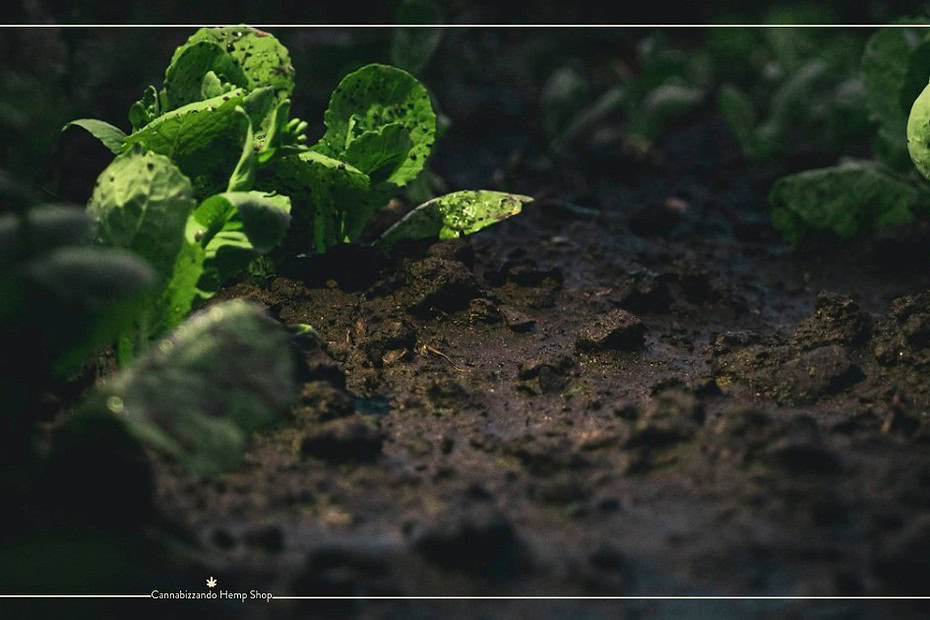 In qualsiasi forma di coltivazione (come giardinaggio ed orticoltura), il substrato svolge un ruolo fondamentale per la salute delle piante