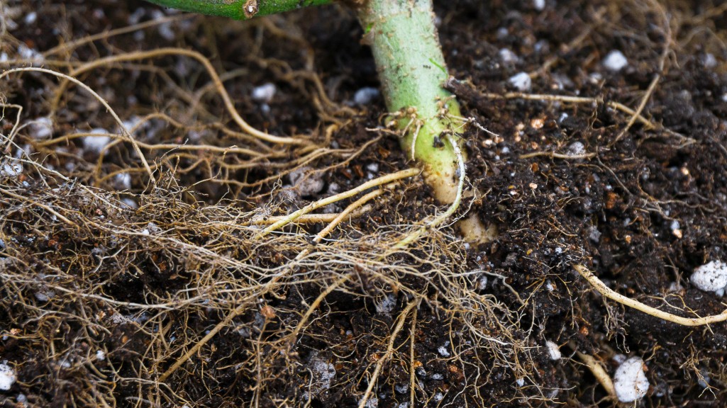In qualsiasi forma di coltivazione (come giardinaggio ed orticoltura), il substrato svolge un ruolo fondamentale per la salute delle piante, prevenendo ristagni idrici e assicurando un corretto drenaggio e aerazione, specialmente nelle coltivazioni in vaso o in serra.