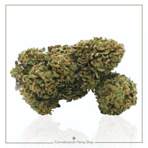 La Amnesia Gold è una varietà di canapa legale dalle cime compatte e resinose, un profumo corposo e dal sentore legnoso ma al tempo stesso fresco e agrumato. Nuova varietà 2025/2026