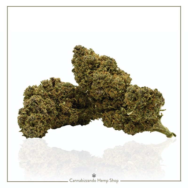 Blueberry gelato CBD è una varietà di canapa legale. Note che evocano il lime, il mirtillo ed il biscotto, un profilo terpenico ricco e bilanciato, rendono questa genetica particolarmente indicata per chi cerca un’esperienza rilassante senza rinunciare a una complessità gustativa rara nel panorama delle cannabis light. Nuova varietà 2025/2026