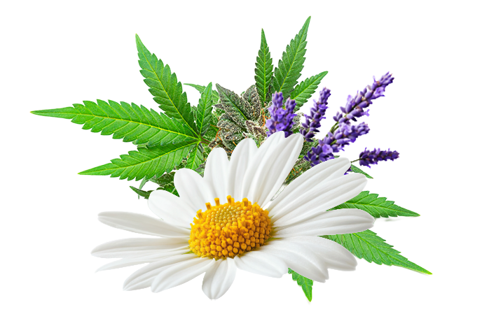 L'ansia è il nemico numero uno del riposo. Il CBD aiuta a interrompere il ciclo dello stress, favorendo un rilassamento muscolare e mentale profondo. Usare il CBD contro l'insonnia significa agire sulla causa del problema, non solo sul sintomo, garantendo notti serene senza pesanti effetti collaterali. Il CBD si è rivelato infatti efficace per:
Rilassamento muscolare: eliminando le tensioni fisiche accumulate durante lo stress.
Velocizzare l'addormentamento: riducendo il "chiacchiericcio mentale".
Migliorare la qualità del riposo: evitando risvegli notturni frequenti.