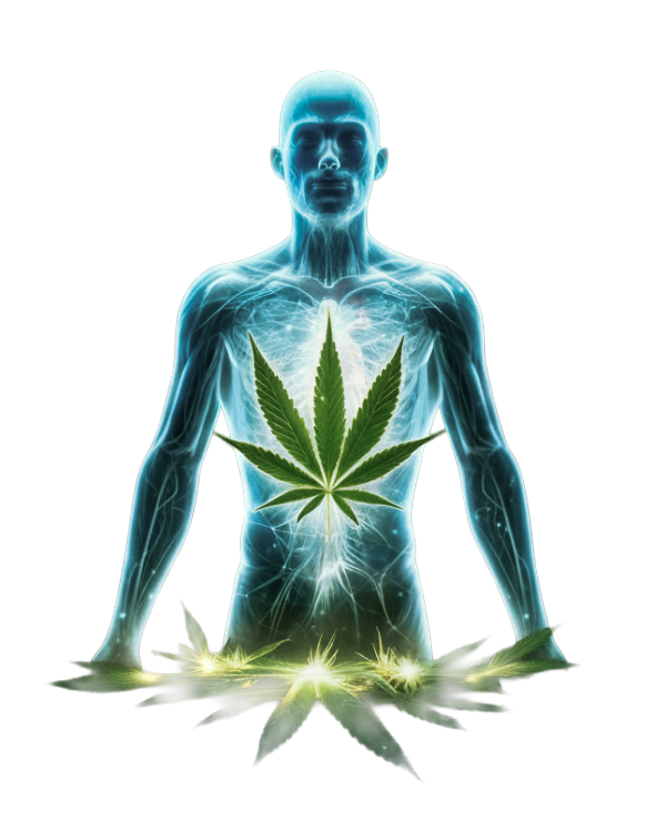 Il Cannabidiolo (CBD) è un alleato prezioso per il benessere quotidiano e, in particolare, contro ansia e stress. A differenza del THC, non ha effetti psicotropi, ma agisce sul corpo riducendo il dolore, placando l'ansia e migliorando sensibilmente il tono dell'umore.