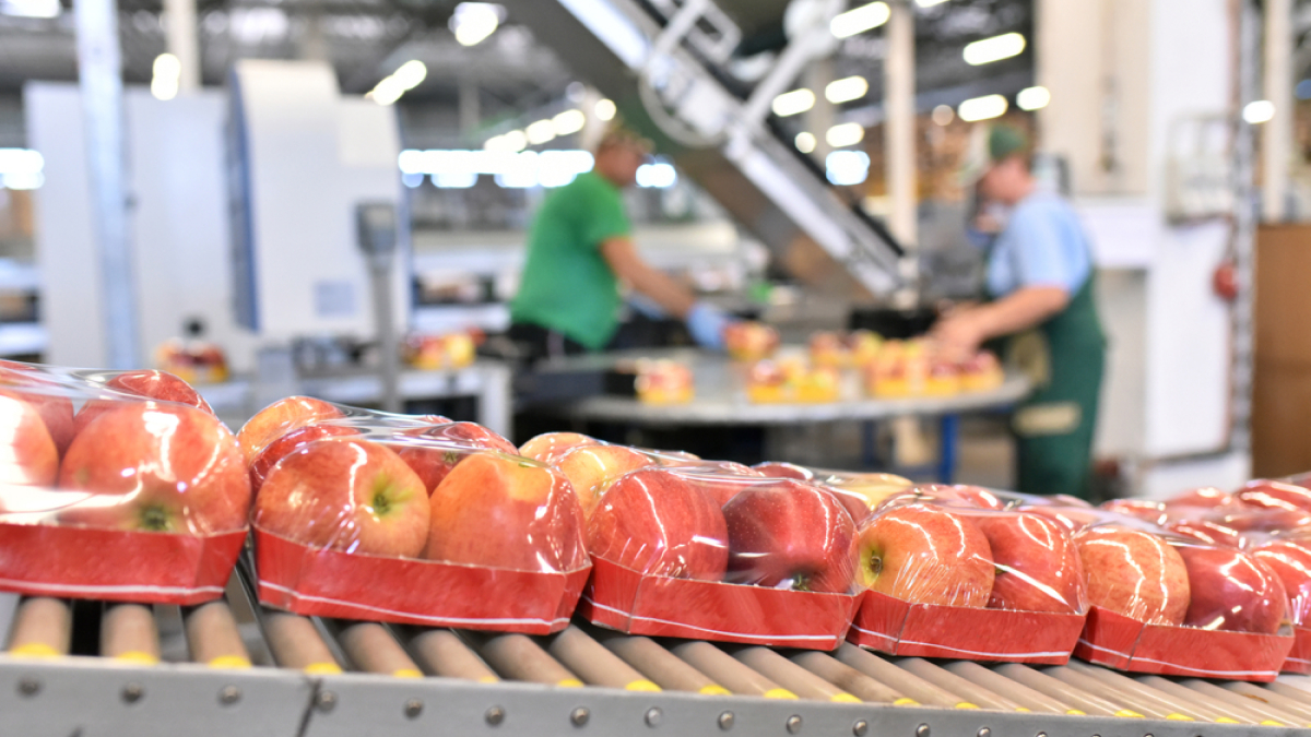 Western Cape fruit packhouses face EU compliance pressure