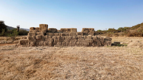 Western Cape R22m fodder relief package raises pressure on meat and dairy processors