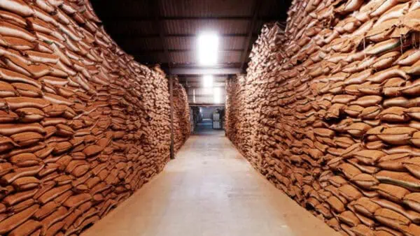 As Rooibos demand grows, safeguarding its origin matters more than ever