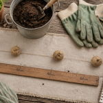 distance plantation pomme de terre sur plan de travail