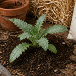 quand planter artichaut jeune plant sur terre et outils