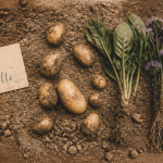 que planter apres les pomme de terre vue tubercules et nouvelles cultures