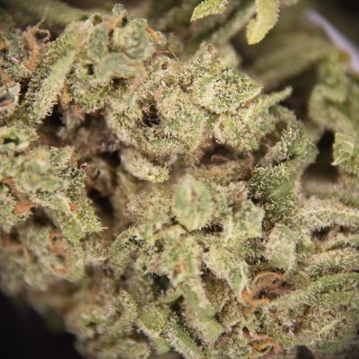 Alternative view of BC Mango AA