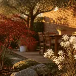 arbres pour petit jardin érable du Japon magnolia olivier