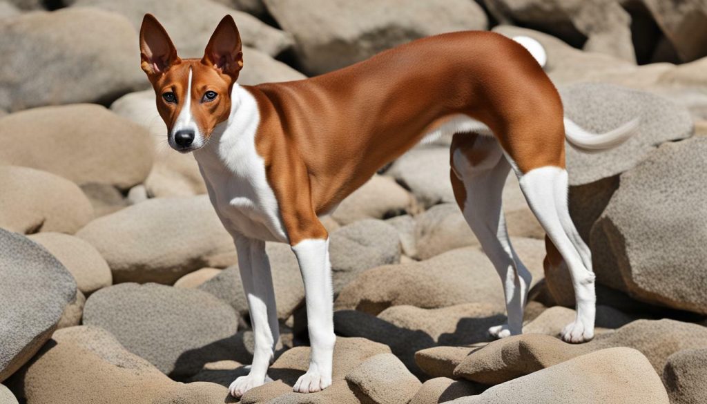 Basenji