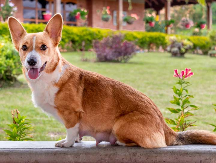 causes des pertes vulvaires chez la chienne