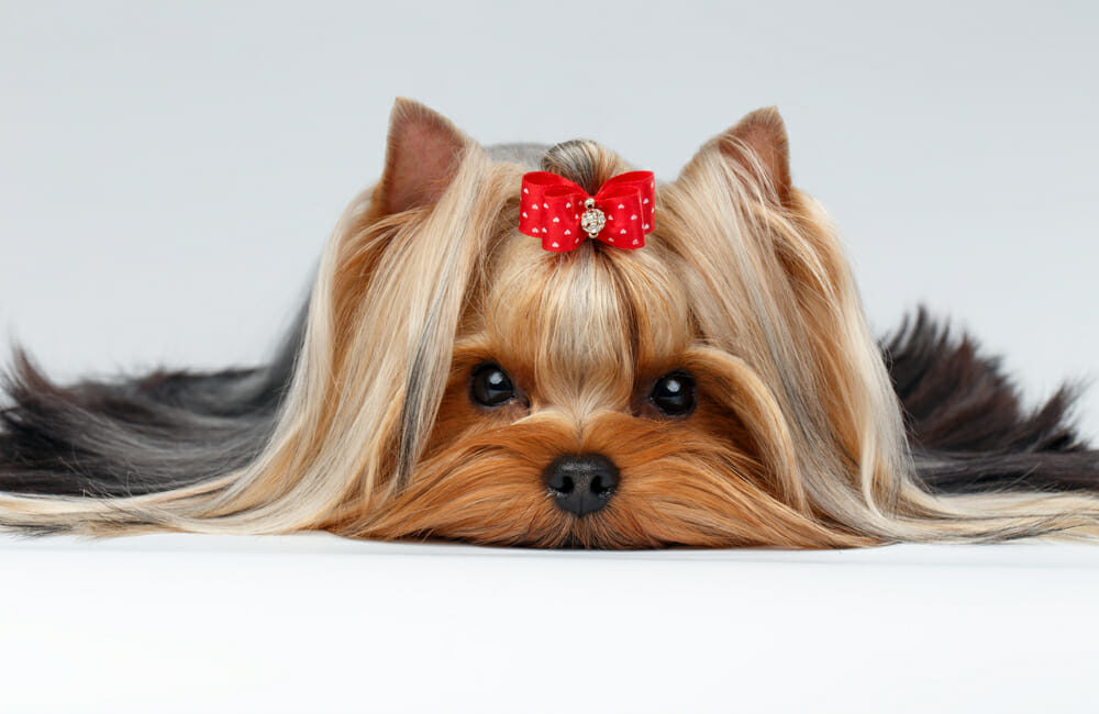 complications des infections vaginales chez le chien