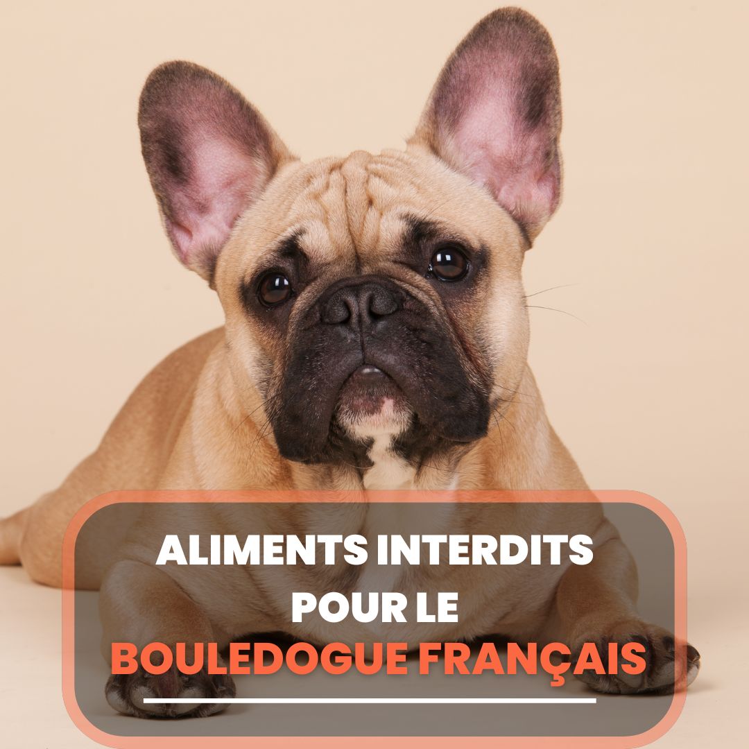 aliments interdits bouledogue français
