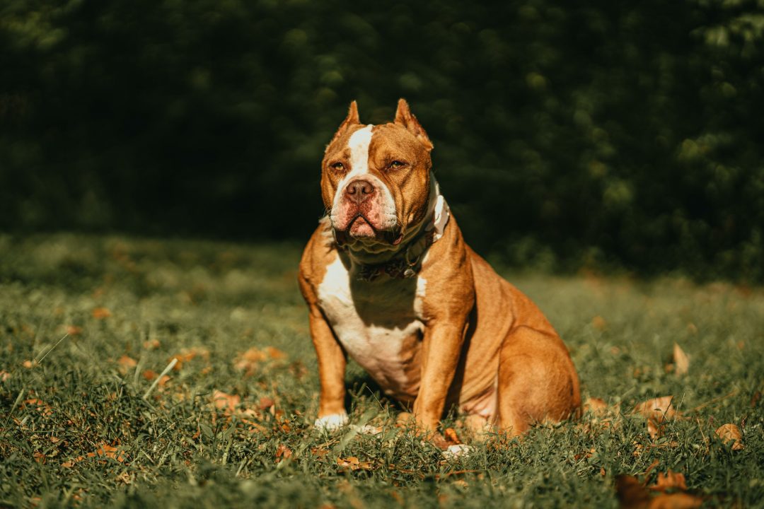 american bully xxl