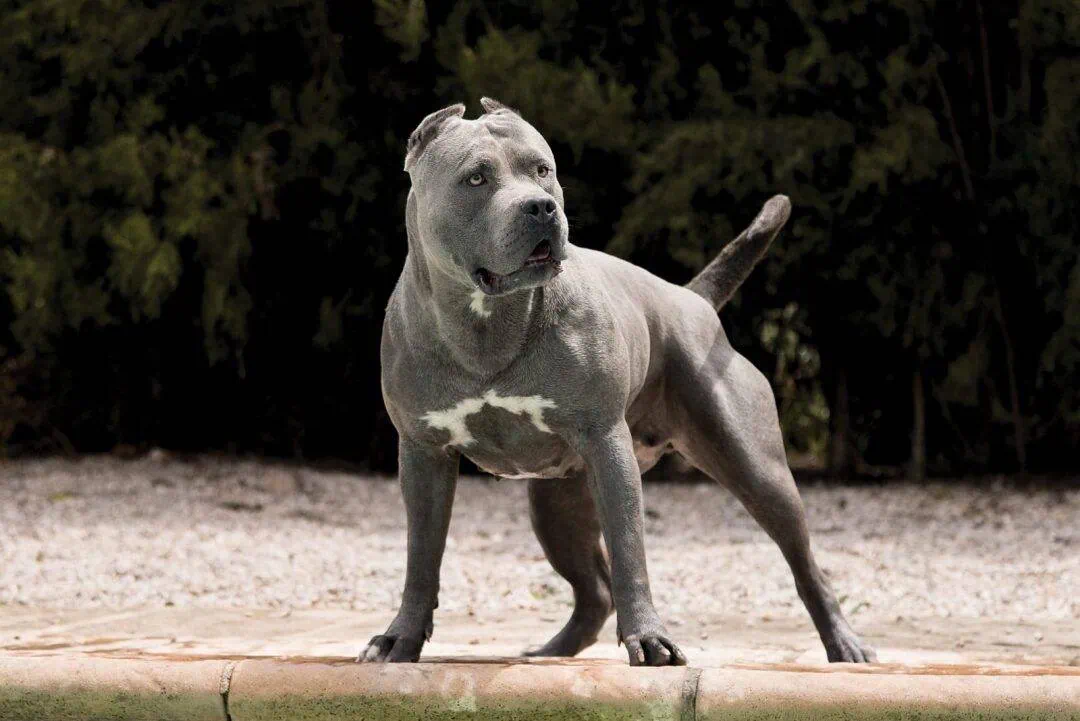 american bully xxl