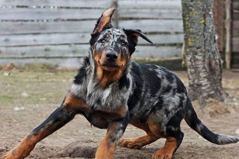 beauceron arlequin