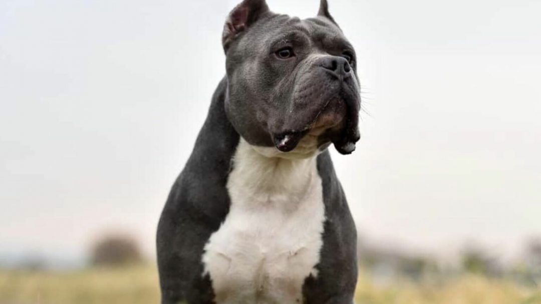 american bully xxl