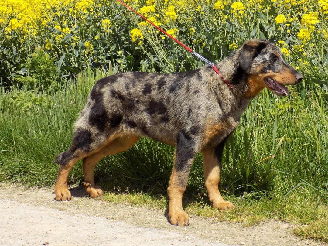 beauceron arlequin