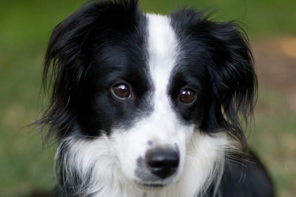 Border Collie croisé Berger Australien