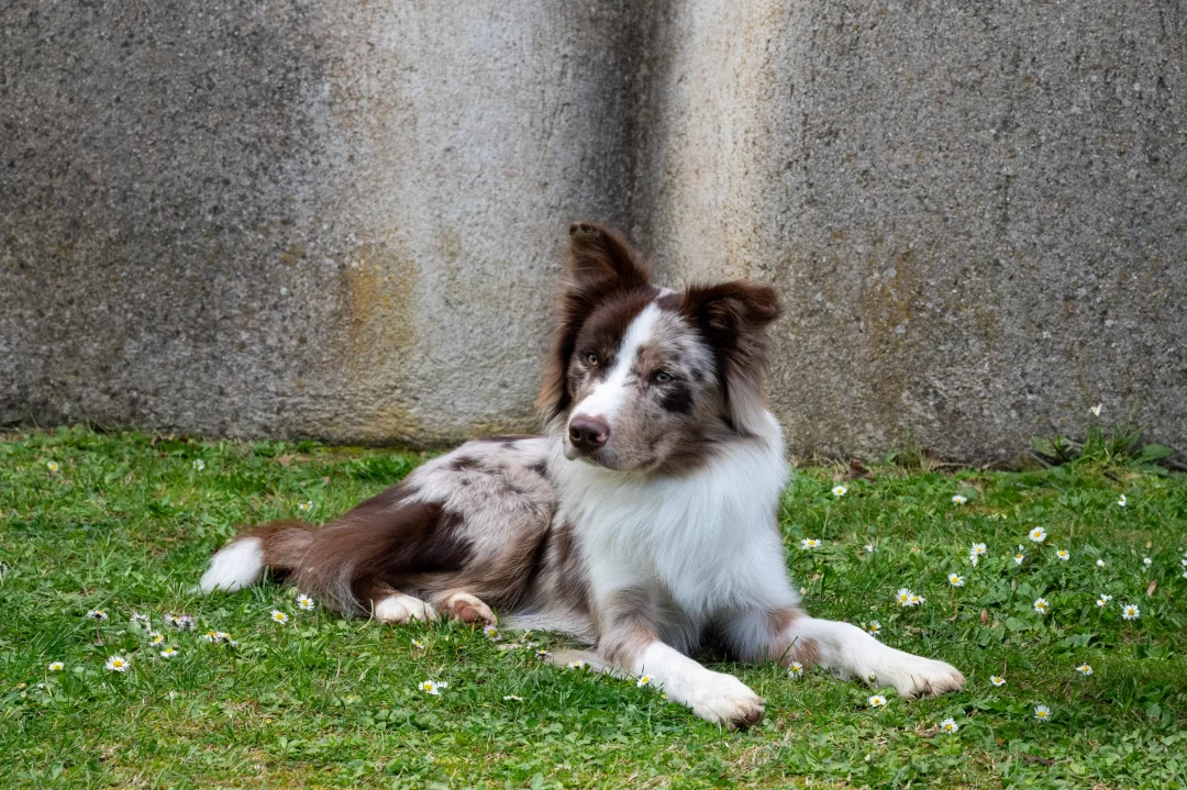 Border Collie croisé Berger Australien