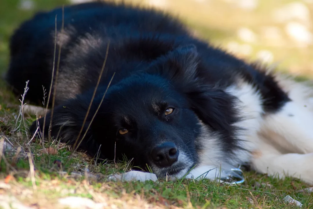 chien de berger noir et blanc
