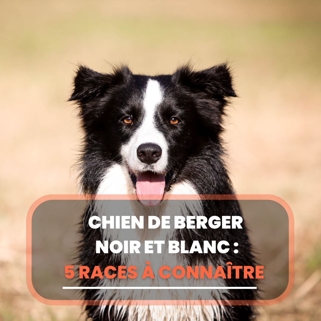 chien de berger noir et blanc