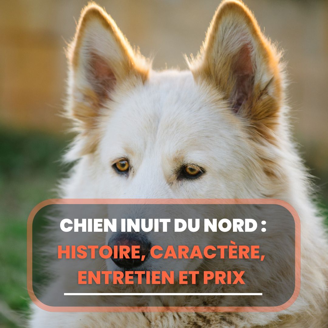 chien inuit du nord