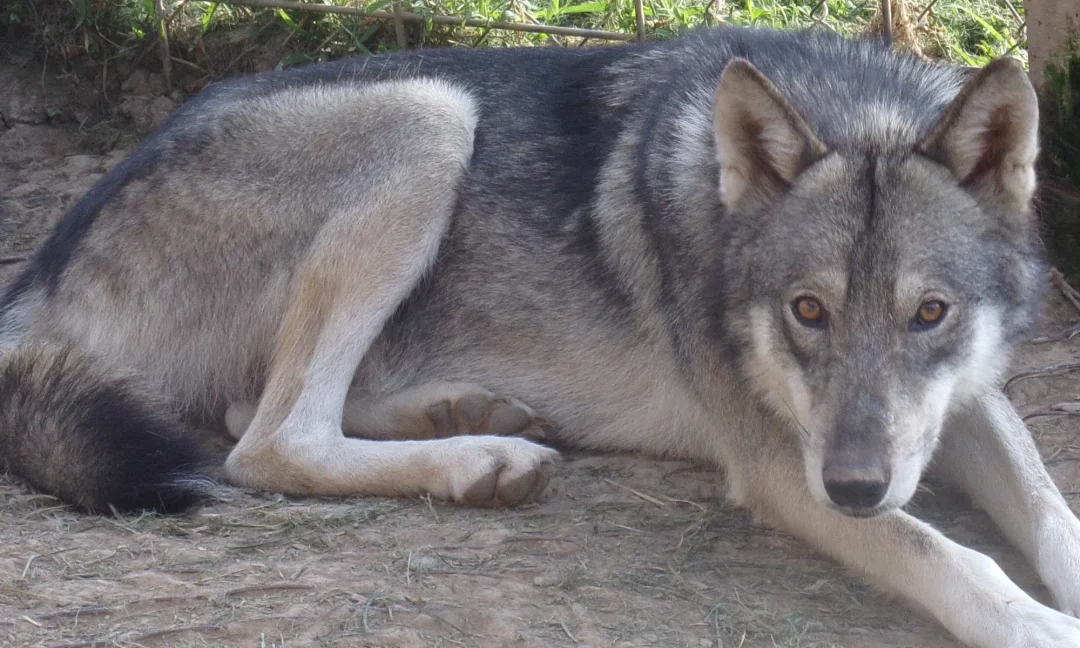 chien loup américain